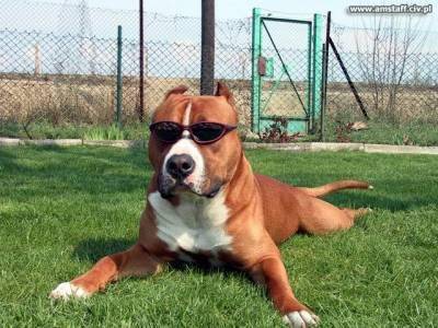 roxi - American Staffordshire Terrier (2 ans)