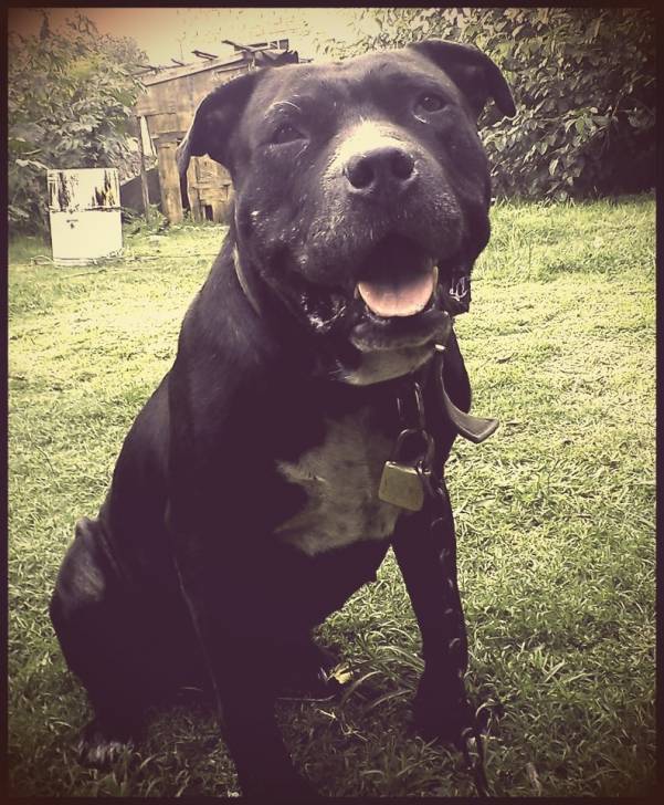 Tyson - American Staffordshire Terrier Mâle (7 ans)