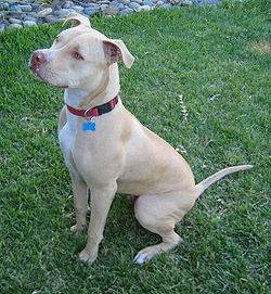 laika - American Staffordshire Terrier Mâle