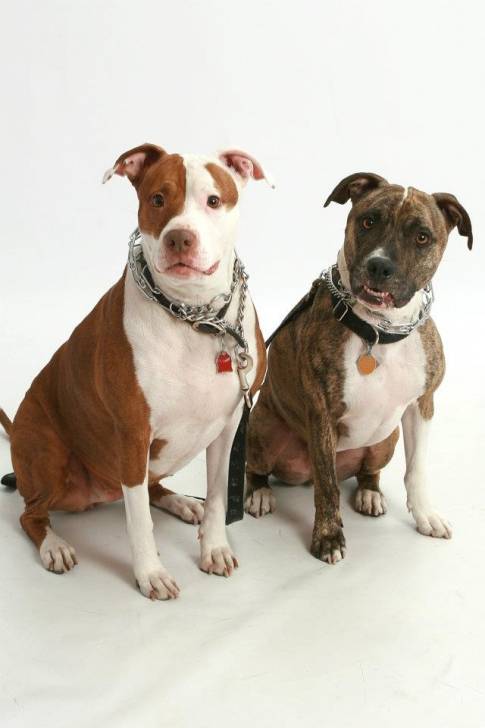Jada and Dakota - American Staffordshire Terrier (6 ans)