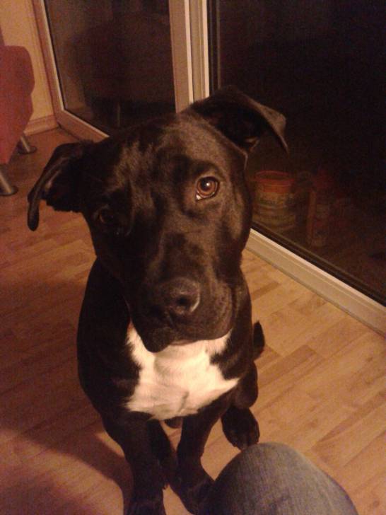 Mein Junge - American Staffordshire Terrier Mâle (9 mois)