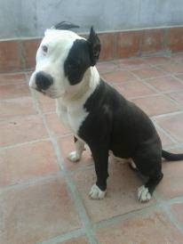 rey - American Staffordshire Terrier Mâle (7 mois)