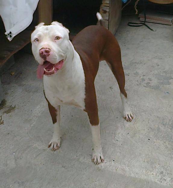 kyra - American Staffordshire Terrier (1 an)
