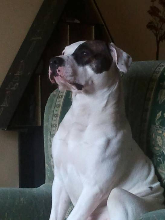 Grizly - American Staffordshire Terrier Mâle (1 an)
