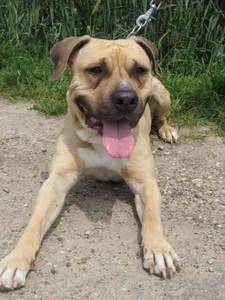 charlot - American Staffordshire Terrier Mâle (3 ans)
