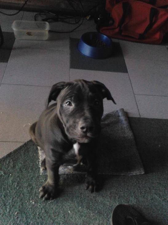 misha - American Staffordshire Terrier