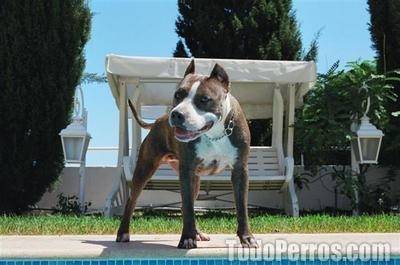 Dolp - American Staffordshire Terrier Mâle (5 ans)