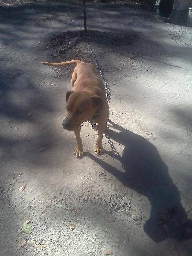 rosco - American Staffordshire Terrier Mâle (2 ans)