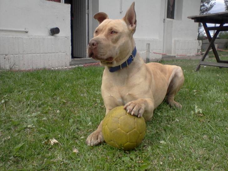 Diego - American Staffordshire Terrier Mâle (10 mois)