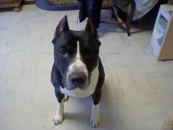 JAFAR - American Staffordshire Terrier Mâle (10 ans)