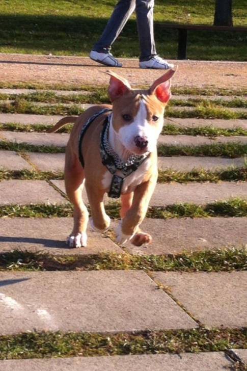 Héros - American Staffordshire Terrier Mâle (3 mois)