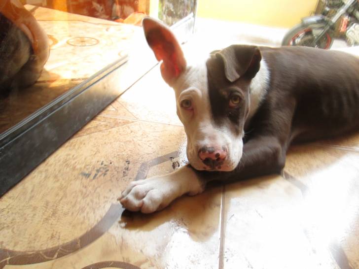 mi Apolo - American Staffordshire Terrier Mâle (5 mois)