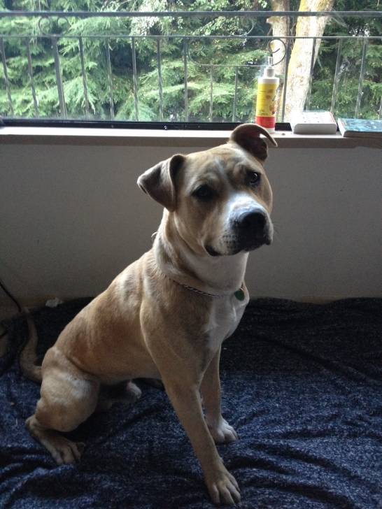 kesler - American Staffordshire Terrier Mâle (2 ans)