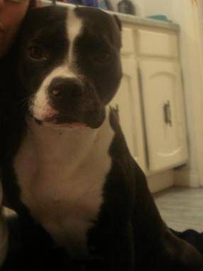 snoopy - American Staffordshire Terrier (3 ans)