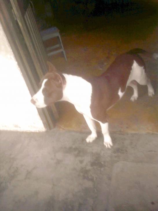 NATASHA - American Staffordshire Terrier (2 ans)