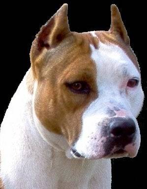 bobo - American Staffordshire Terrier (1 mois)