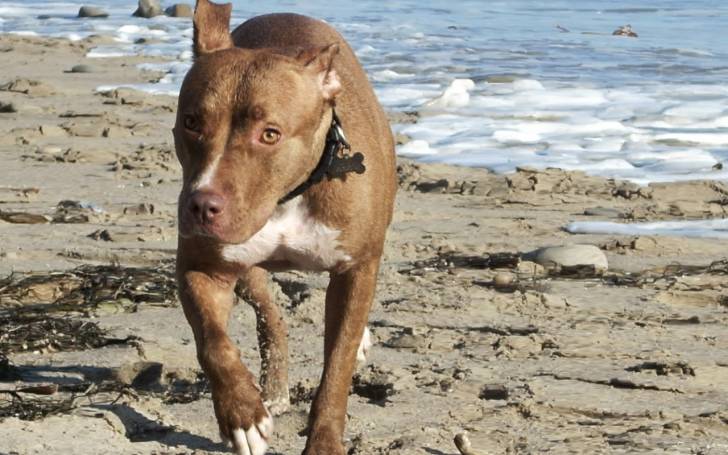 * Pretty Pibble * - American Staffordshire Terrier Mâle (2 ans)