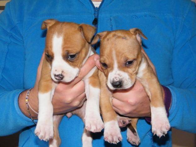 Deux chiots American Staffordshire Terrier 