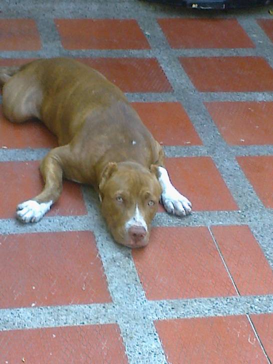 smoky - American Staffordshire Terrier Mâle (1 an)