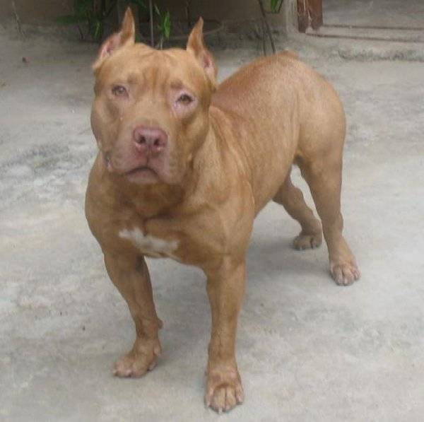 Kyara - American Staffordshire Terrier (1 an)