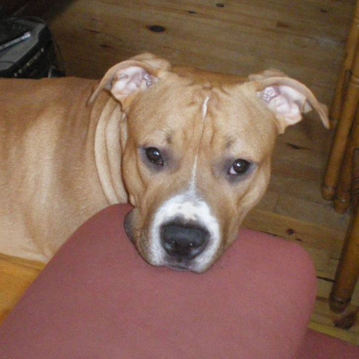 Boss - American Staffordshire Terrier Mâle (10 mois)