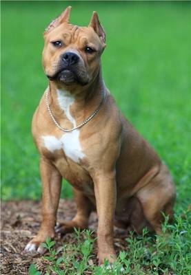 bo - American Staffordshire Terrier Mâle (3 ans)
