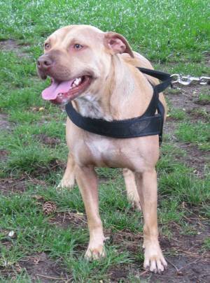Sky - American Staffordshire Terrier (7 ans)