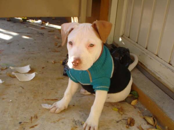 My new dog (Salome) - American Staffordshire Terrier Mâle (5 mois)