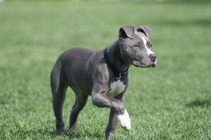 Teela - American Staffordshire Terrier (2 ans)