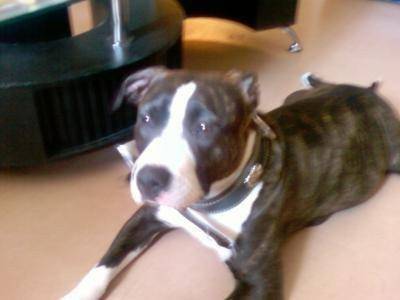 Shaynna - American Staffordshire Terrier (1 mois)