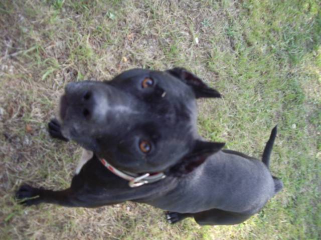 blaz - American Staffordshire Terrier Mâle (10 mois)