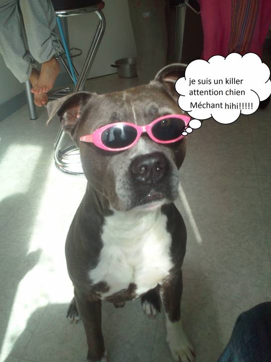 urgo (souris) - American Staffordshire Terrier Mâle (9 ans)