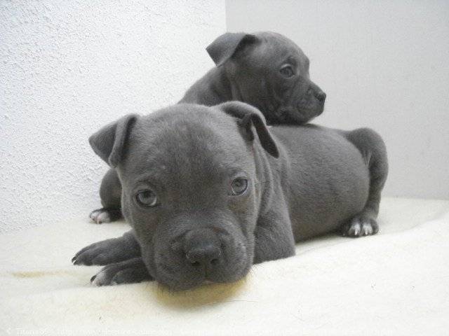 blues - American Staffordshire Terrier