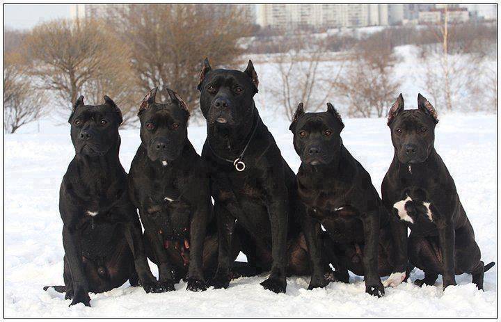 Black - American Staffordshire Terrier Mâle (10 mois)