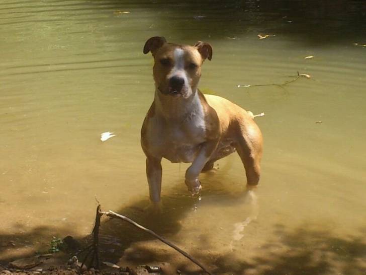 nina - American Staffordshire Terrier (2 ans)