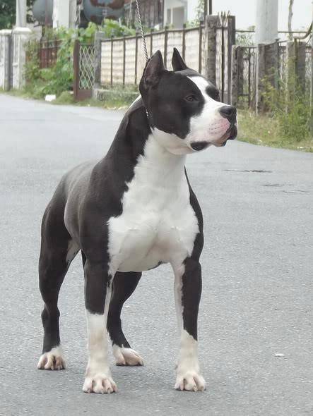 Junior - American Staffordshire Terrier Mâle (3 ans)
