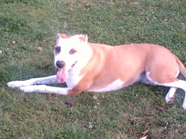 Shirley - American Staffordshire Terrier (7 ans)