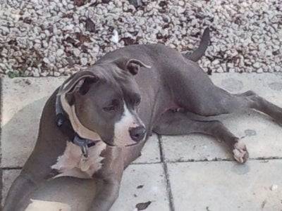 tequila - American Staffordshire Terrier (4 ans)