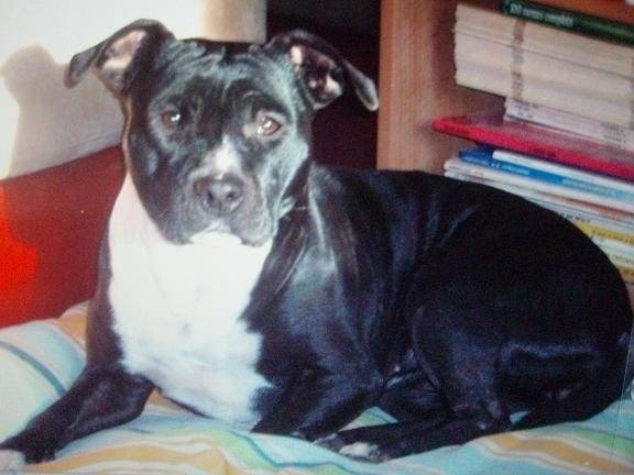 Betty des terres d'aigues ( Tyla ) - American Staffordshire Terrier (4 ans)