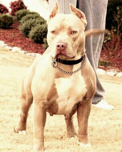 Kilo - American Staffordshire Terrier (2 ans)