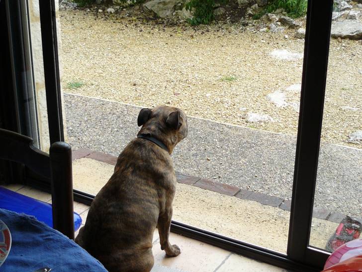 Batida - American Staffordshire Terrier (10 ans)