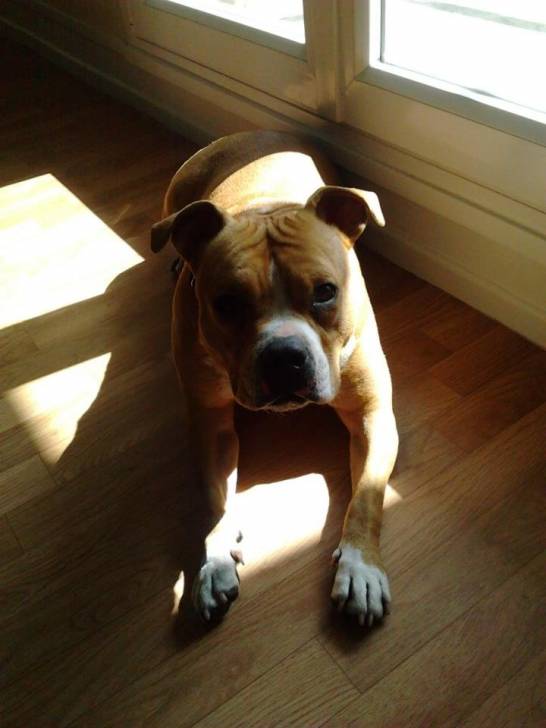 Tya - American Staffordshire Terrier (4 ans)