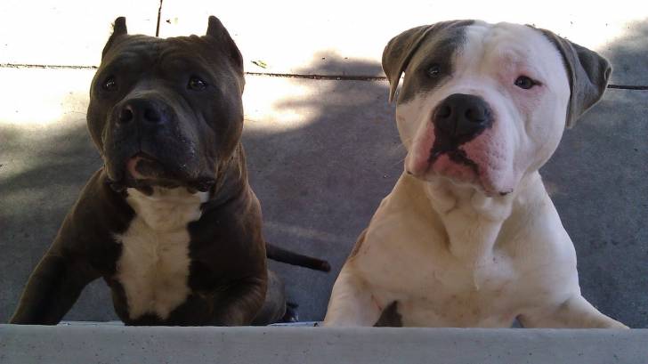 Boss and Krypto - American Staffordshire Terrier Mâle (3 ans)