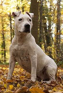 David - American Staffordshire Terrier Mâle (4 ans)