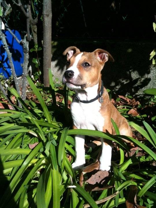 Keisha - American Staffordshire Terrier (2 ans)