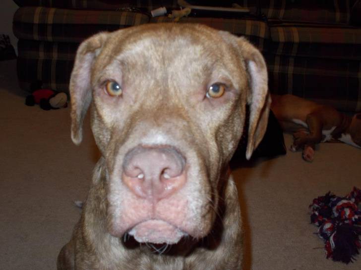 Diesel - American Staffordshire Terrier Mâle (2 ans)