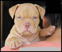 dogui - American Staffordshire Terrier Mâle (1 mois)