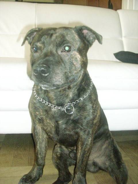 Diesel - American Staffordshire Terrier Mâle