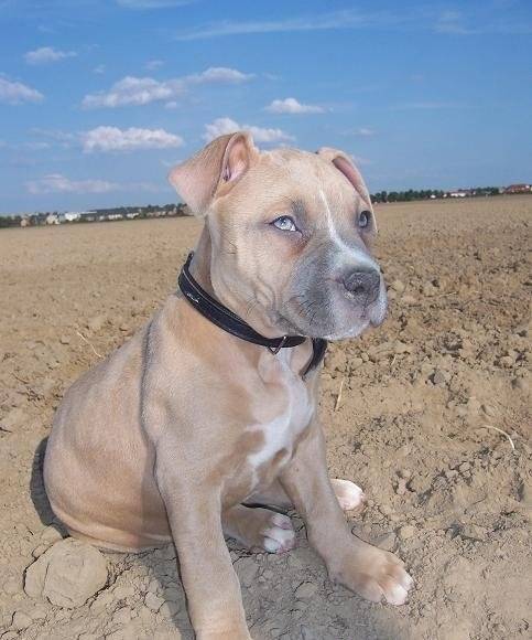Sky - American Staffordshire Terrier Mâle (Autre)