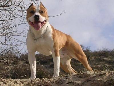 xena - American Staffordshire Terrier Mâle (2 ans)